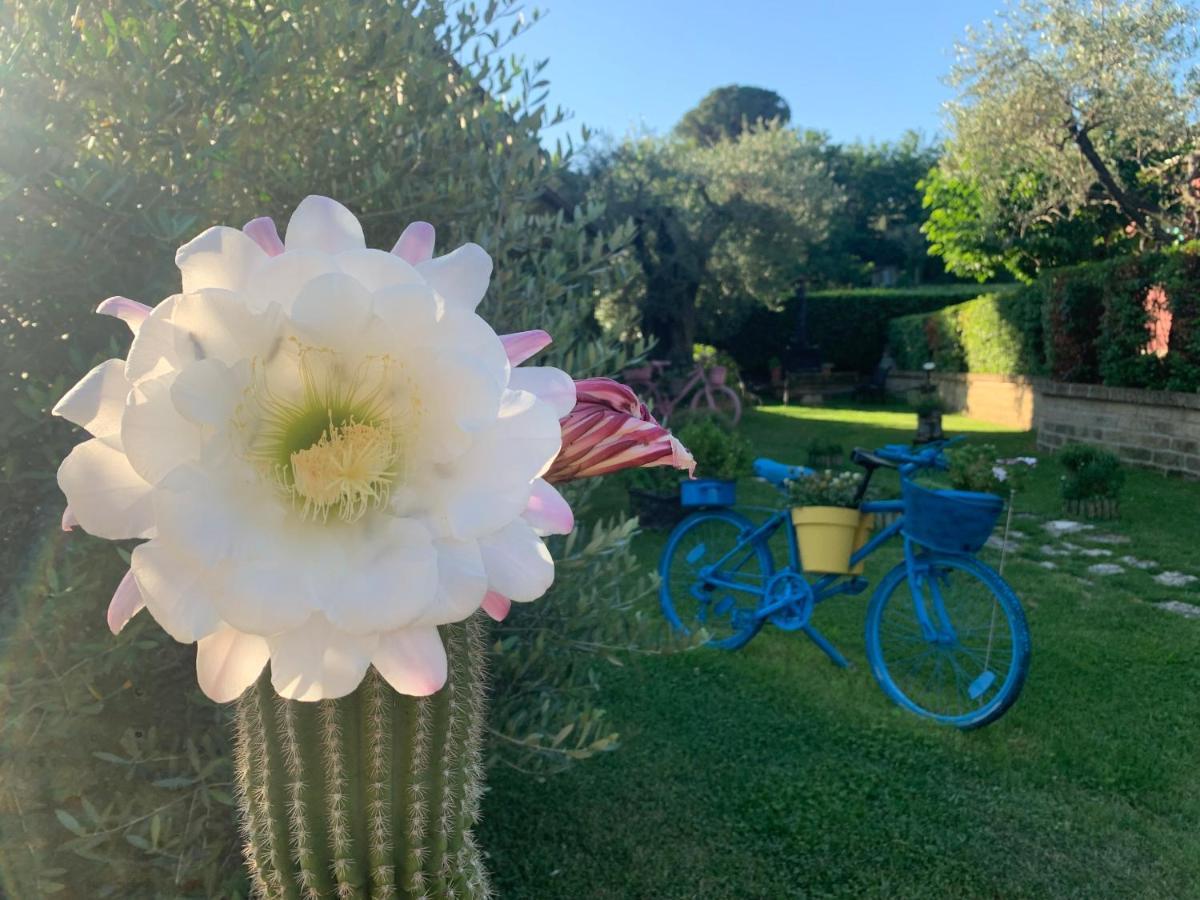 L' Ulivo Bed & Breakfast Teramo Luaran gambar